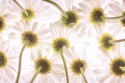 Fotobehang witte bloemetjes_30345479_ds